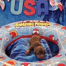 Baldwin - Chocolate and tan male Dachshund puppy in Strafford, Missouri from LL Weens