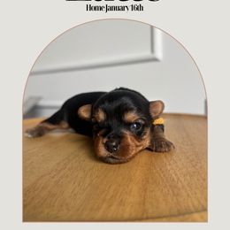 Latte - Black and tan male Yorkshire Terrier puppy in Columbus, Ohio from Elaine’s Yorkies