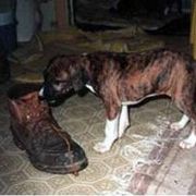 "Kel Simoon Afella (Kesia) " Azawakh Puppies from Kel Simoon Azawakh