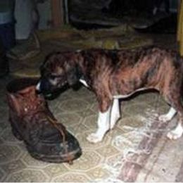 "Kel Simoon Afella (Kesia) " Azawakh Puppies from Kel Simoon Azawakh