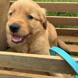 Cinderella - Dark golden female Golden Retriever puppy in Middleburg, Pennsylvania from South Hill Golden Retrievers