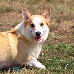 Rosie - Pembroke Welsh Corgi