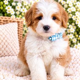 July - Brown and white male Bernedoodle puppy in Diamond Bar, California from Furrytaildoodles