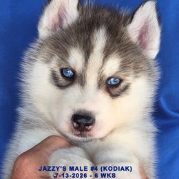 JAZZY'S MALE 4 - Gray and white male Siberian Husky puppy in Manilla, Iowa from Bruck's Siberian Huskies