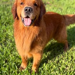 Maverick - Golden Retriever
