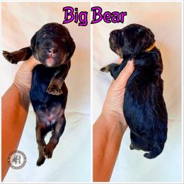 Big Bear - Phantom female Bernedoodle puppy in Banner Elk, North Carolina from Walnut Tree Bernedoodles