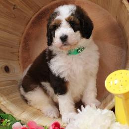 Luke - Brown and white male Bernedoodle puppy in Peyton, Colorado from Peyton Doodles