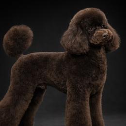 Jamila White Diamond Sofia (Toy) - Poodle