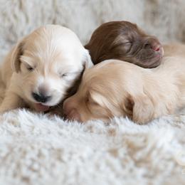 Dachshund Puppies from CTX Doxies