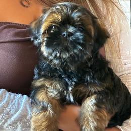 Blue - Tricolor male Shih Tzu puppy in Chico, California from North State Shih tzus
