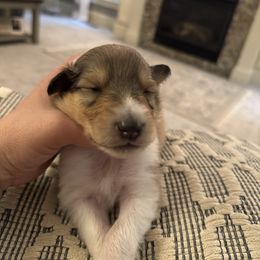 Boy 2 - Sable and white male Collie puppy in Allendale, Michigan from River-Valley Collies