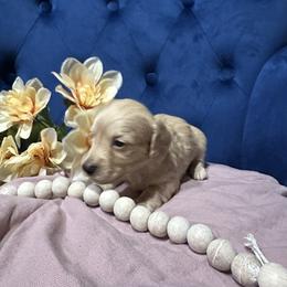 Buttercup - Cream female Dachshund puppy in Saint Peter, Illinois from Ashton’s Doxies of Southern IL