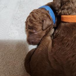 Blue collar (Sprout) - Red  male Poodle puppy in Stephentown, New York from Creme de la Poodle, standard poodles