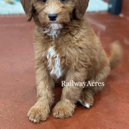 Rex - Red  male Goldendoodle puppy in Milford, Indiana from Railway Acres Kennel