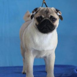 Pug All Grown Up from Siena Rose Pugs