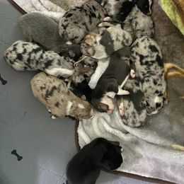 Australian Shepherd Puppies from BarberHof’s  Australian Shepherds