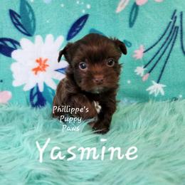 Yasmine - Liver female Yorkshire Terrier puppy in Adair, Oklahoma from Phillippe's Puppy Paws