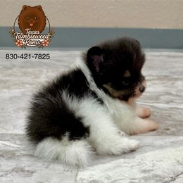 Rocket - Black and tan parti male Pomeranian puppy in Eagle Pass, Texas from Texas Tumbleweed Poms