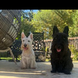 Scottish Terrier Puppies from Kirsten KREJCIK