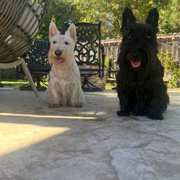 Scottish Terrier Puppies from Kirsten KREJCIK