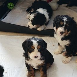 Bernedoodle and Labradoodle Puppies from Reid Wasatch Doodles