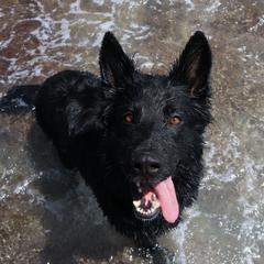 Belgian Tervuren and German Shepherds from Woolly Warriors