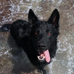 Belgian Tervuren and German Shepherds from Woolly Warriors