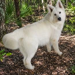 Alaska - Berger Blanc Suisse