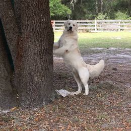 Golden Retriever All Grown Up from Camp Rezy