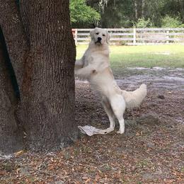 Golden Retriever All Grown Up from Camp Rezy