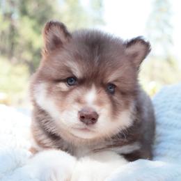 Ghirardelli - Brown and white male Siberian Husky puppy in Bly, Oregon from Hill Top Huskies
