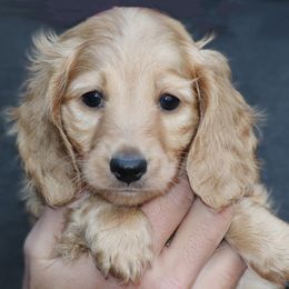 Rupert - Cream male Dachshund puppy in Azle, Texas from American Dachshunds