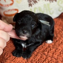 Cornstalk - Black and white male Sheepadoodle puppy in Wharton, Texas from Little Fur Friends