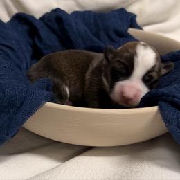 Bobby - Sable male Pembroke Welsh Corgi puppy in Bloomfield, Iowa from Beebe’s Corgis