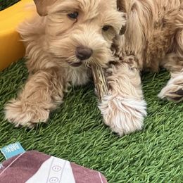 Star - Wheaten female Miniature Schnauzer puppy in Contra Costa County, California from Shawn’s Toy Schnauzers’s