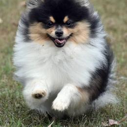Pomeranians from Blue Cottage Pomeranians
