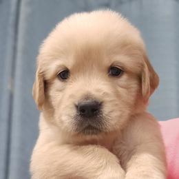 Ms. Orange - Light golden female Golden Retriever puppy in Mocksville, North Carolina from Hunting Creek Kennels & Farm