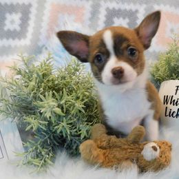 Chihuahua Puppies from Fine Whines & Lickers