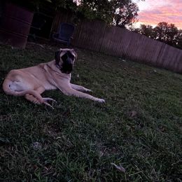 Kaia - Mastiff