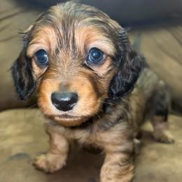Alena (RUSSIAN LINES) - Red female Dachshund puppy in Goldthwaite, Texas from Mini Mama Dachshunds