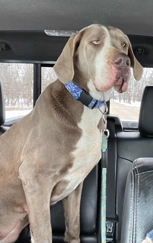 Nova - Great Dane