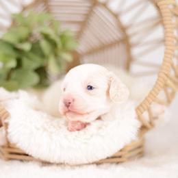 Milk -Full AKC - Cream male Dachshund puppy in Neosho, Missouri from Tinker Toy Doxies