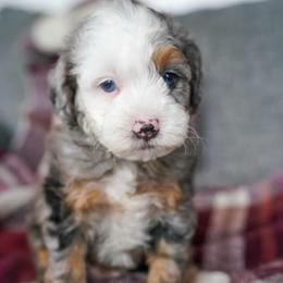 Kodiak - Merle male Bernedoodle puppy in Dundee, Ohio from Down Home Doodle