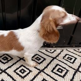 Dixie - Dachshund