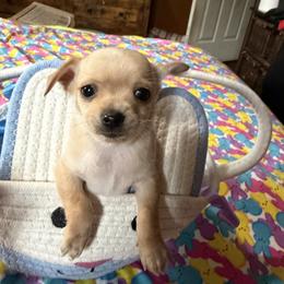 Targaryen - Fawn male Chihuahua puppy in Seneca, Missouri from Stephanie’s Puppy Colony