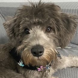 Miniature Schnauzers, Poodles, and Schnoodles from Farmer Brown's Puppies