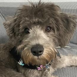 Miniature Schnauzers, Poodles, and Schnoodles from Farmer Brown's Puppies