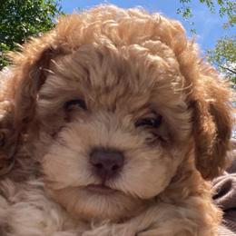 Male 1 - Apricot male Poodle puppy in Spring Hill, Tennessee from Duke's Mini & Toy Australian Shepherds & Aussiedoodles