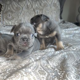 French Bulldog Puppies from Asia
