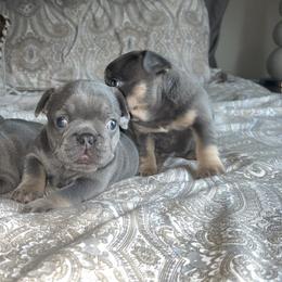French Bulldog Puppies from Asia